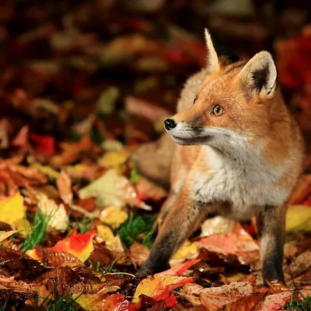 Al Confin Natura E Relax * Incino